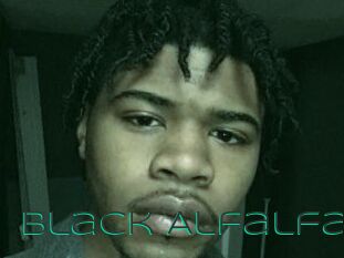 Black_Alfalfa